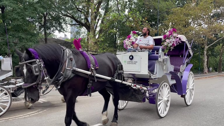 Official Central Park Horse Carriage Guided Tours by NYC Rides — New York, New York (3)