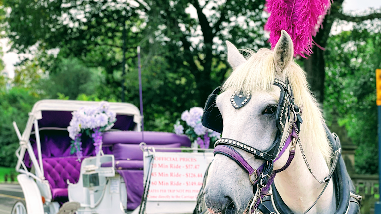 Official Central Park Horse Carriage Guided Tours by NYC Rides — Equestrian venue in New York, New York