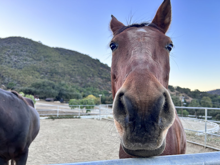 Old Canyon Stables — Topanga, California (3)