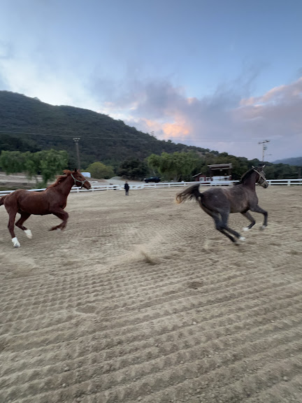 Old Canyon Stables