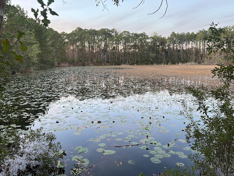 Palmetto Leaves Regional Park – Baseball Field