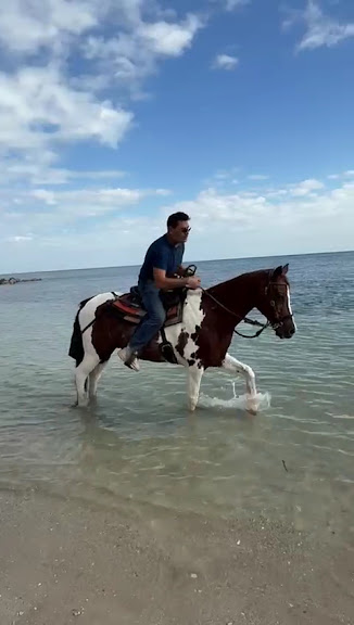 Palomino Ranch & Tours LLC — Miami, Florida (3)