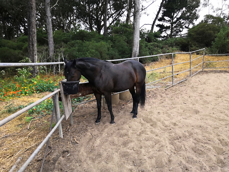 Park Stables