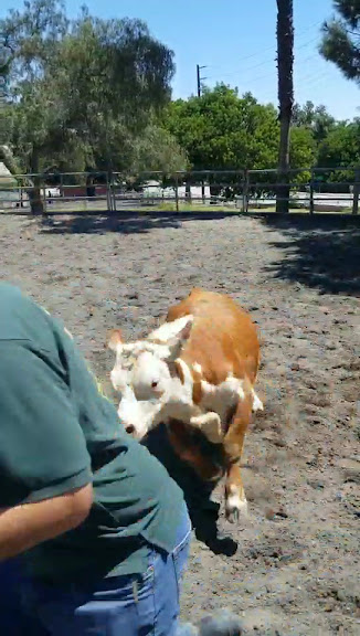 Peter Weber Equestrian Center — Rolling Hills Estates, California (3)