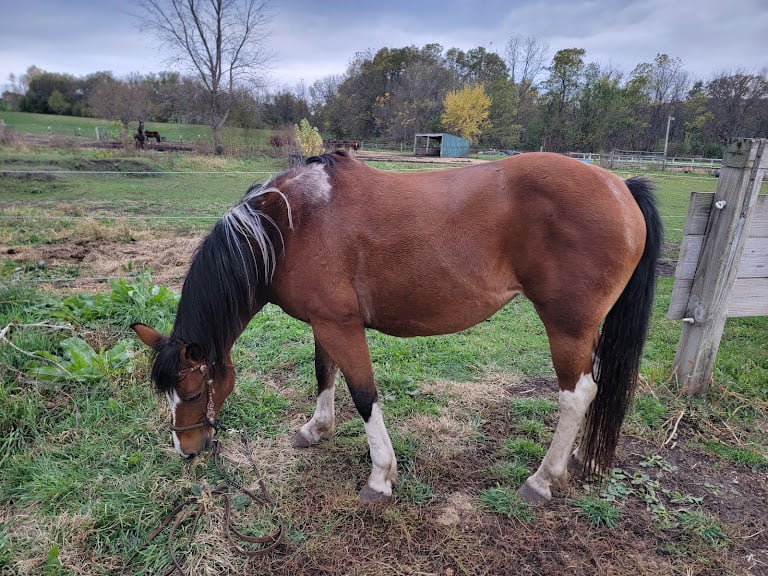 Pine Dance Ranch, Inc. Pine Dance Ranch, Inc.