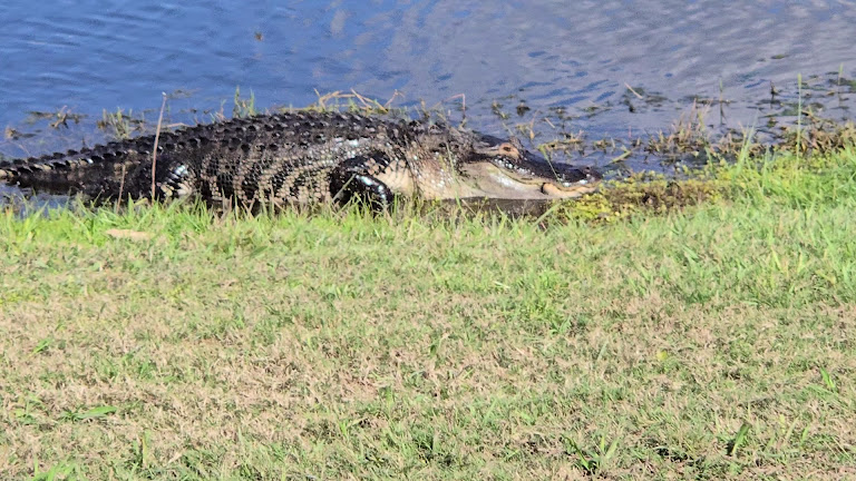 Plantation Palms Golf Club — Land O' Lakes, Florida (3)