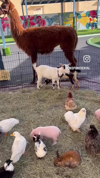 Pony Rides & Party Fun of Miami — Miami, Florida (3)