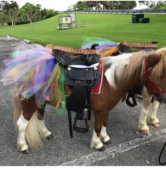 Pony Rides & Party Fun of Miami