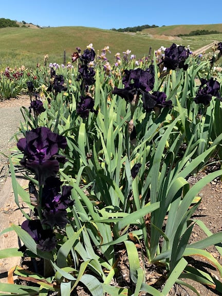Prevost Ranch and Gardens — Sports Club in San Jose, California