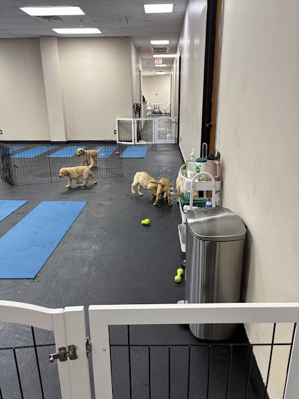 Puppies & Yoga — Gym venue in Plano, Texas