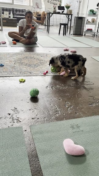 Puppy Yoga Atlanta - Studio 2 (Puppies Yoga) — Atlanta, Georgia (3)