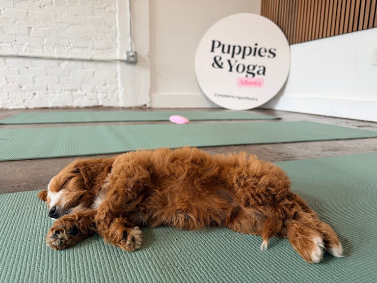 Puppy Yoga Atlanta – Studio 2 (Puppies Yoga)