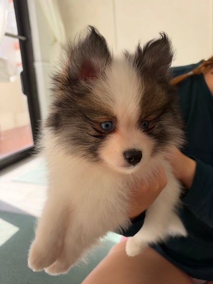 Puppy Yoga Boca (Puppies Yoga) — Boca Raton, Florida (2)