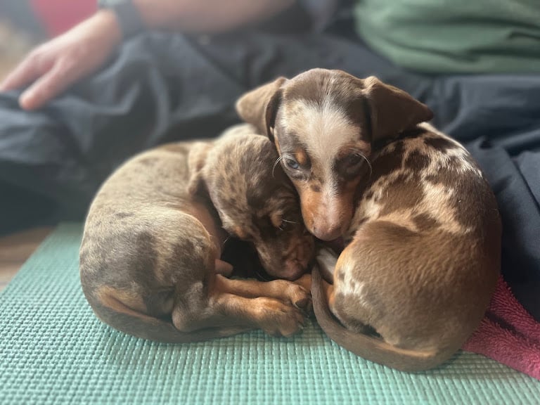 Puppy Yoga DC - 14th & U (Puppies Yoga) — Washington, District of Columbia (2)
