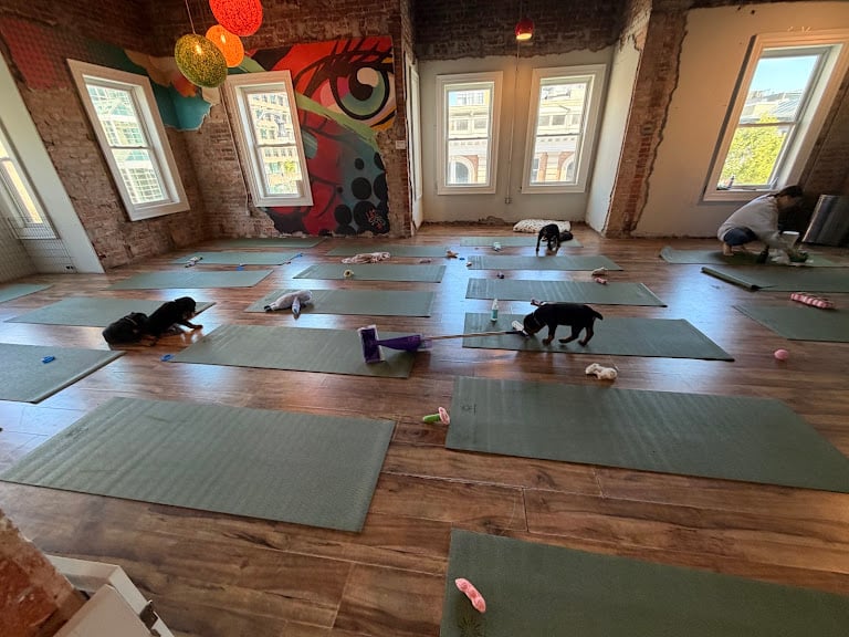 Puppy Yoga DC - 14th & U (Puppies Yoga) — Washington, District of Columbia (3)