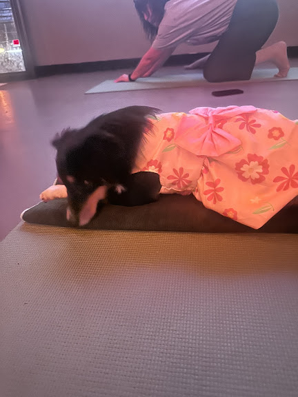 Puppy Yoga Oklahoma City (Puppies Yoga) — Oklahoma City, Oklahoma (2)
