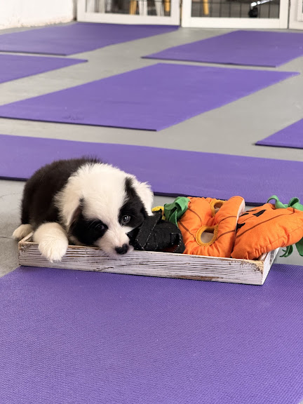 Puppy Yoga Orlando (Puppies Yoga) — Orlando, Florida (2)