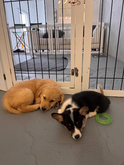 Puppy Yoga Orlando (Puppies Yoga)