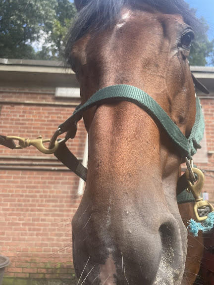 Riverdale Stables