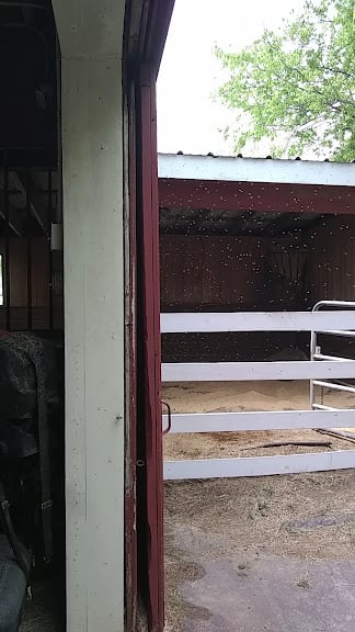 Rocking J Stables — Garland, Texas (3)