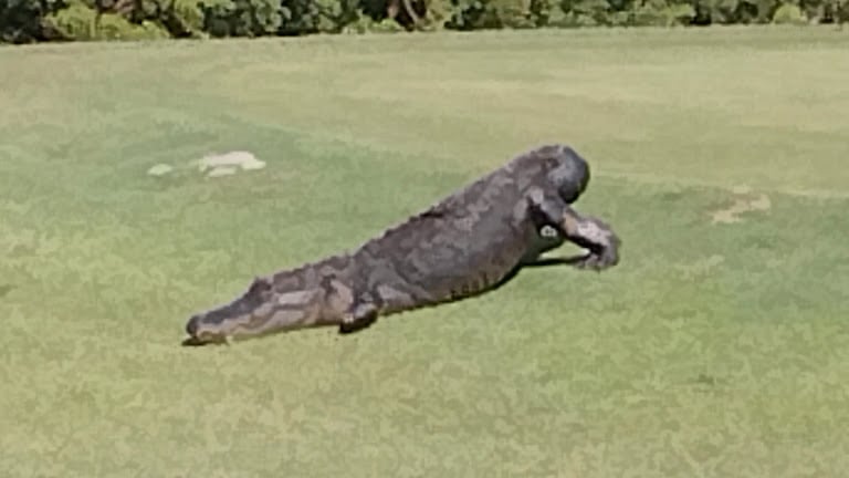 Rogers Park Golf Course — Tampa, Florida (3)