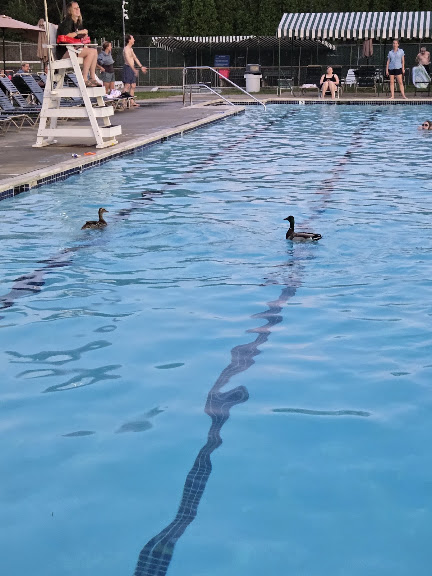 Roland Park Pool — Baltimore, Maryland (2)