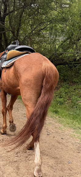 Rollin' Jaxx Stables LLC — Prospect, Connecticut (2)