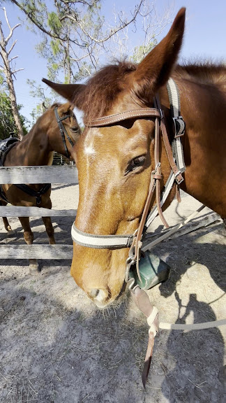 Ruxton's Ranch Rides — Pinellas Park, Florida (3)