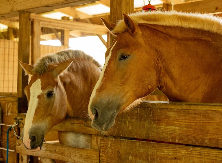 Ruxton’s Ranch Rides