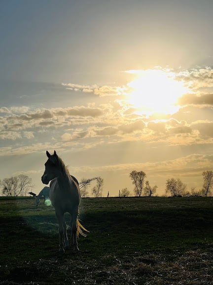 Saddle Ridge Stables
