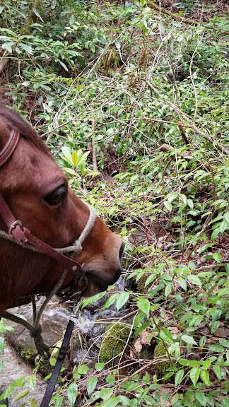Saddle Up Trail Rides Inc. — Mills River, North Carolina (3)