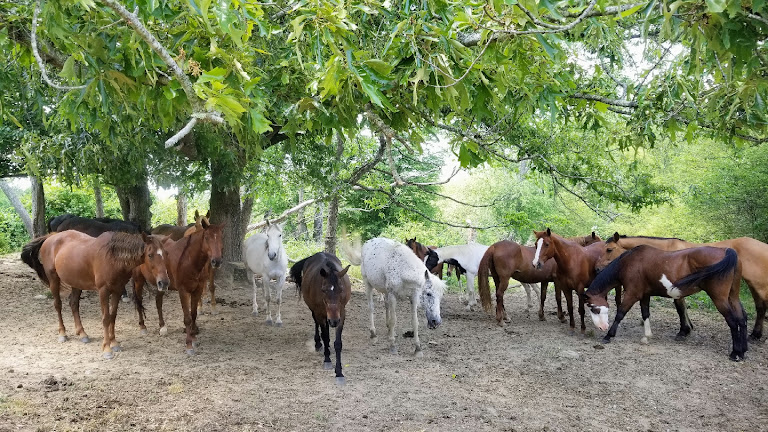 Saddle Up Trail Rides Inc. Saddle Up Trail Rides Inc.