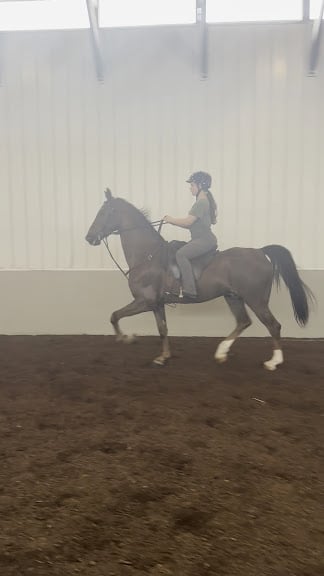 Select Show Horses (dba Select Riding Academy) — Sheridan, Indiana (3)