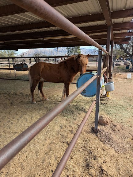 Silverbell Boarding Stables — Equestrian venue in Tucson, Arizona