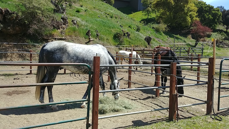 Skyline Ranch Equestrian Center — Equestrian venue in Oakland, California