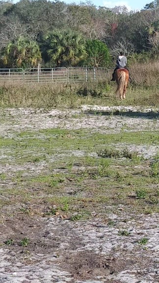 Sun City Stables — Ruskin, Florida (3)