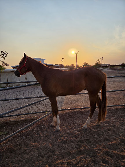 Sundancer Stables, LLC