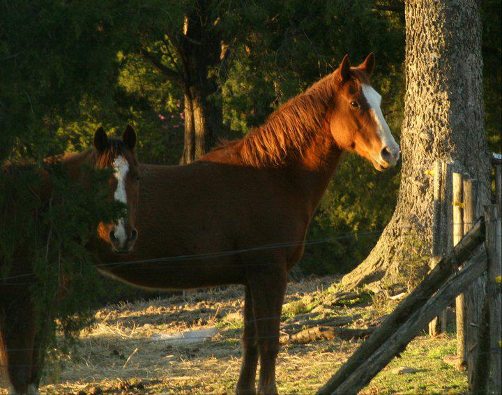 Sycamore Creek Horseback Riding