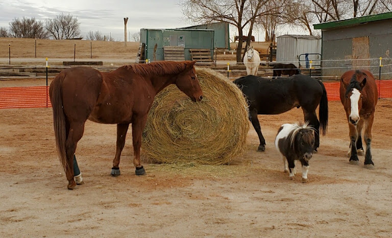 Tamarack Boarding Ranch — Fountain, Colorado (2)