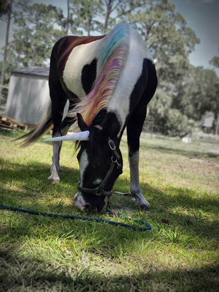 Tina's Equine Services, Inc. — Malabar, Florida (3)