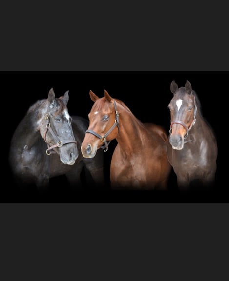 Trilogy Equestrian Center Inc — Orlando, Florida (2)