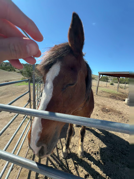 Turquoise Hills Riding Co — Los Cerrillos, New Mexico (3)