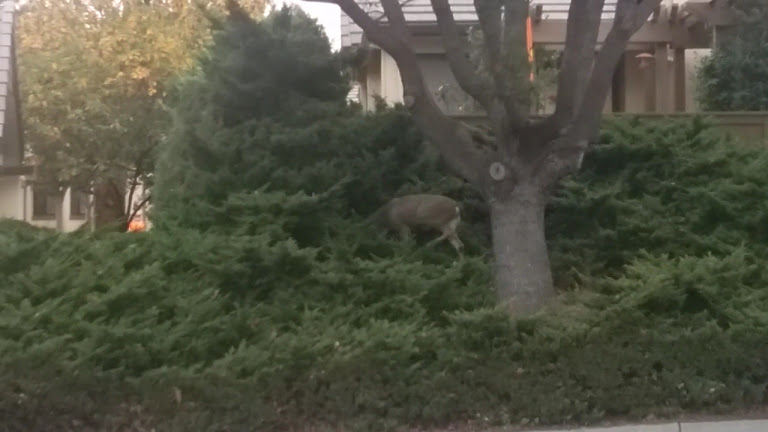 Villages Golf & Country Club — San Jose, California (3)