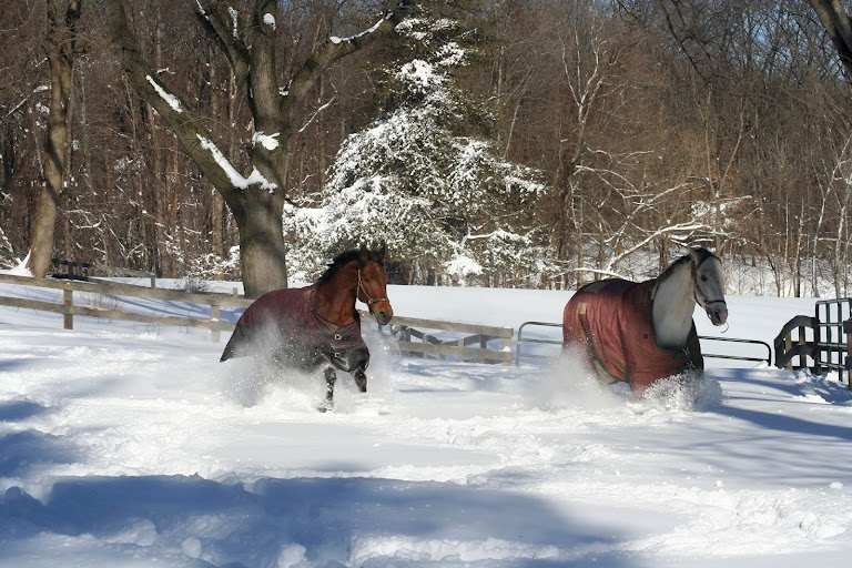 Wheaton Park Stables — Silver Spring, Maryland (2)