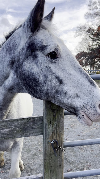 Wildflower Stables — Norfolk, Massachusetts (3)