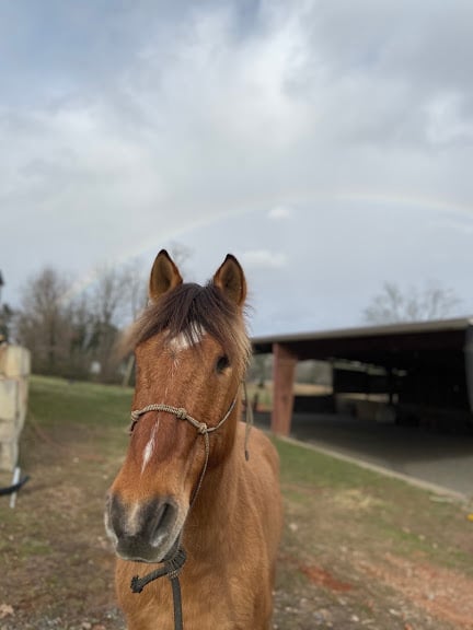 Willow Creek Horse Farm