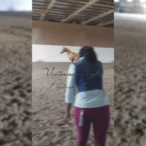 Willow Tree Stables — Romulus, Michigan (3)