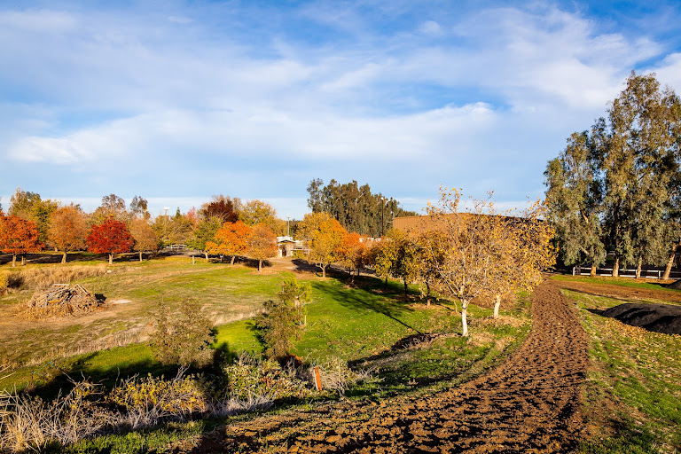 Winterhaven Sporthorses — Davis, California (2)