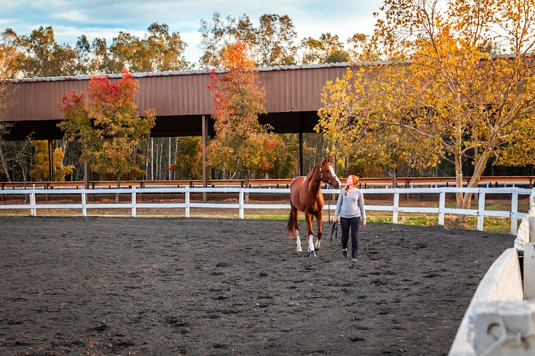 Winterhaven Sporthorses