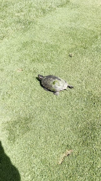 Wyandotte Shores Golf Course — Wyandotte, Michigan (3)